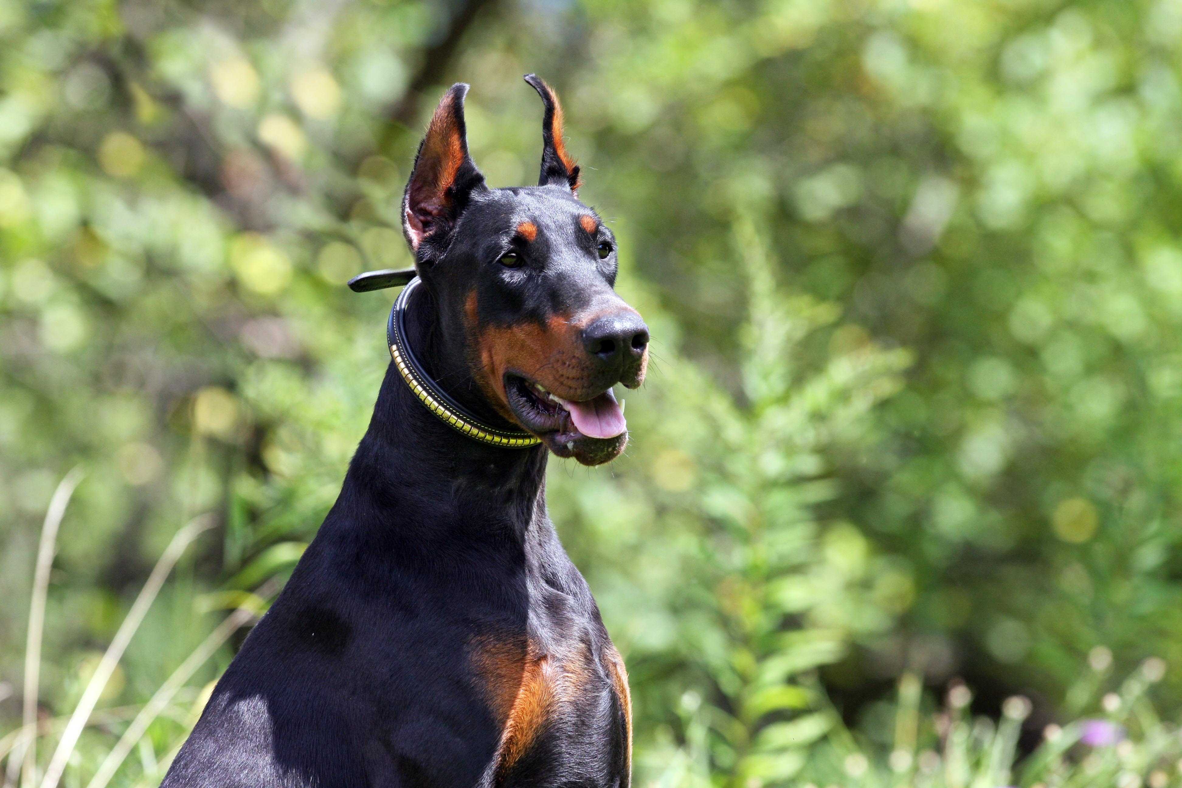 European Champion Bloodlines Doberman Puppies For Sale