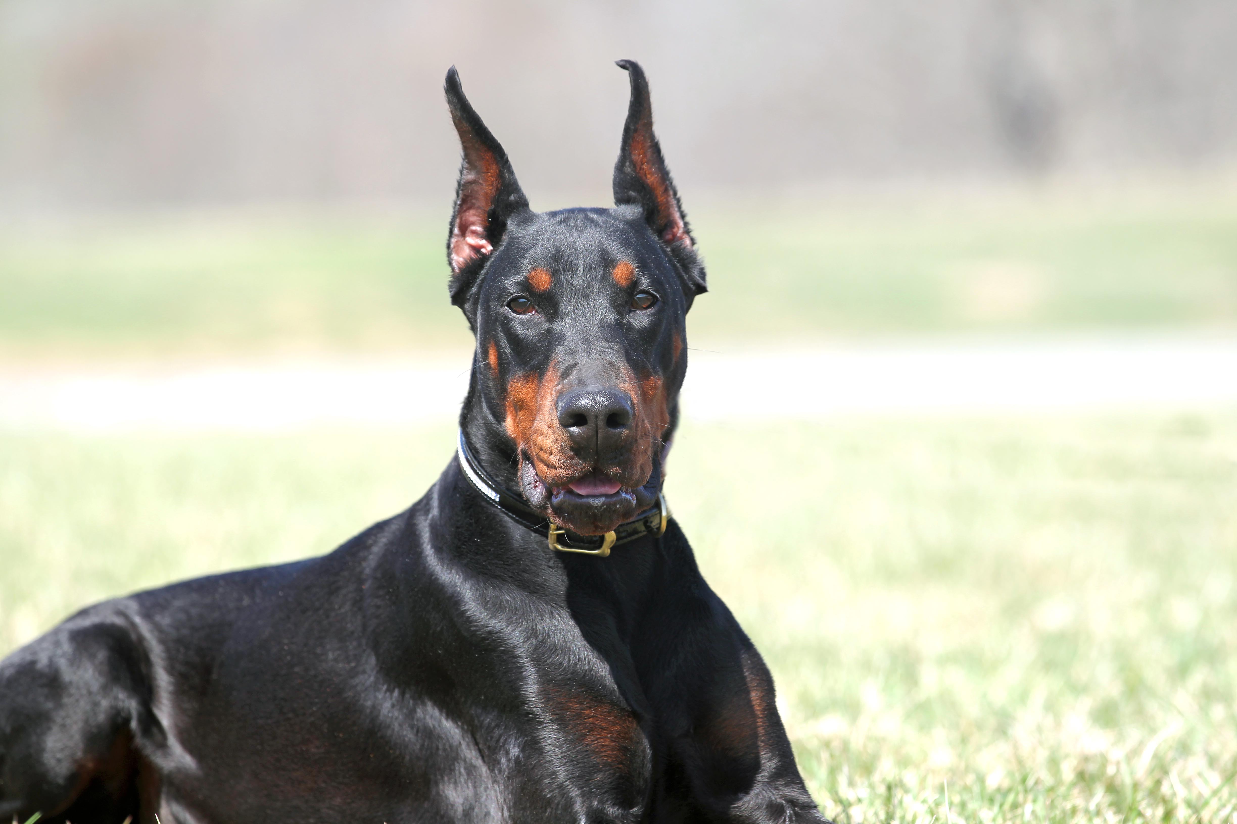 European Champion Bloodlines Doberman Puppies For Sale