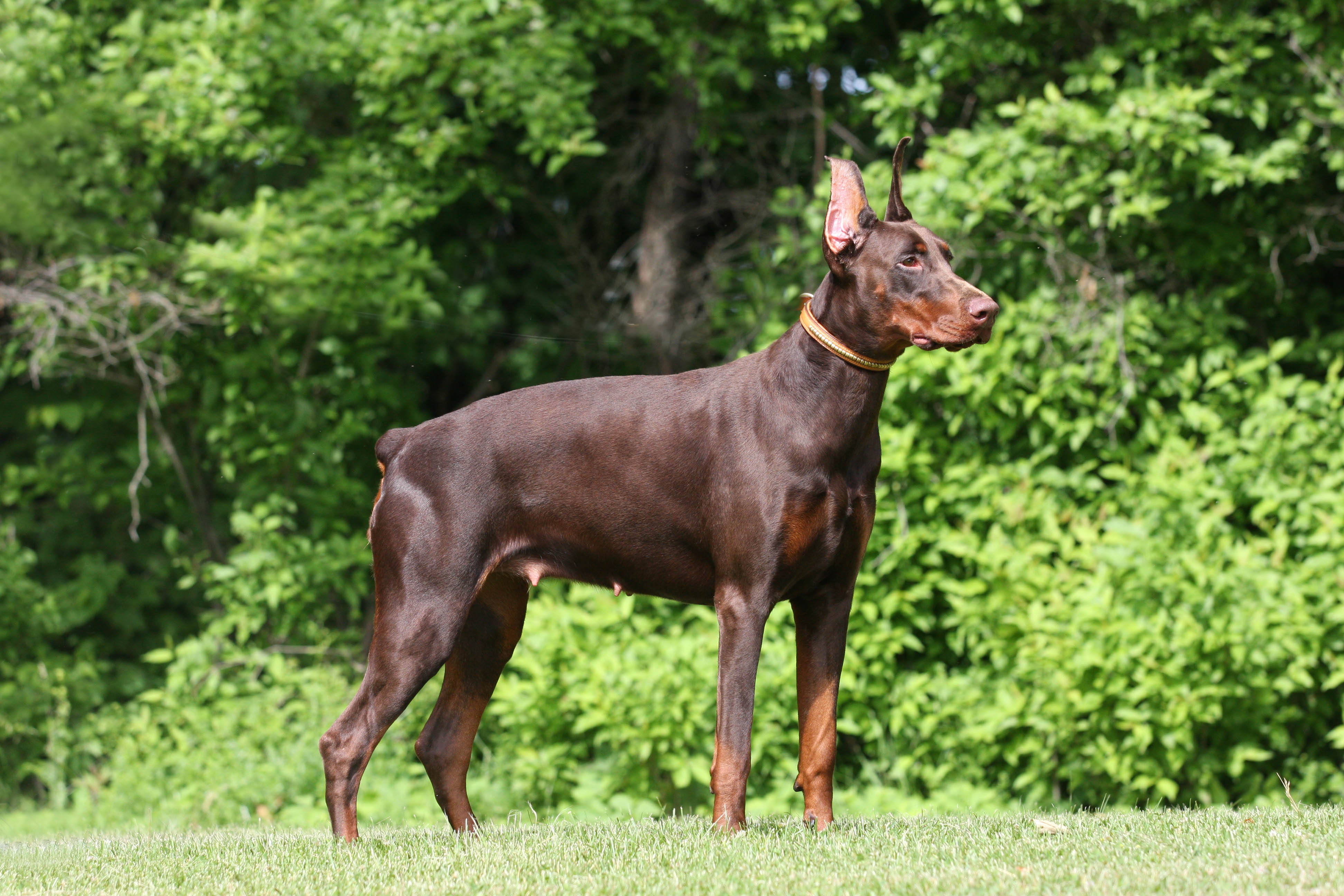 European Champion Bloodlines Doberman Puppies For Sale