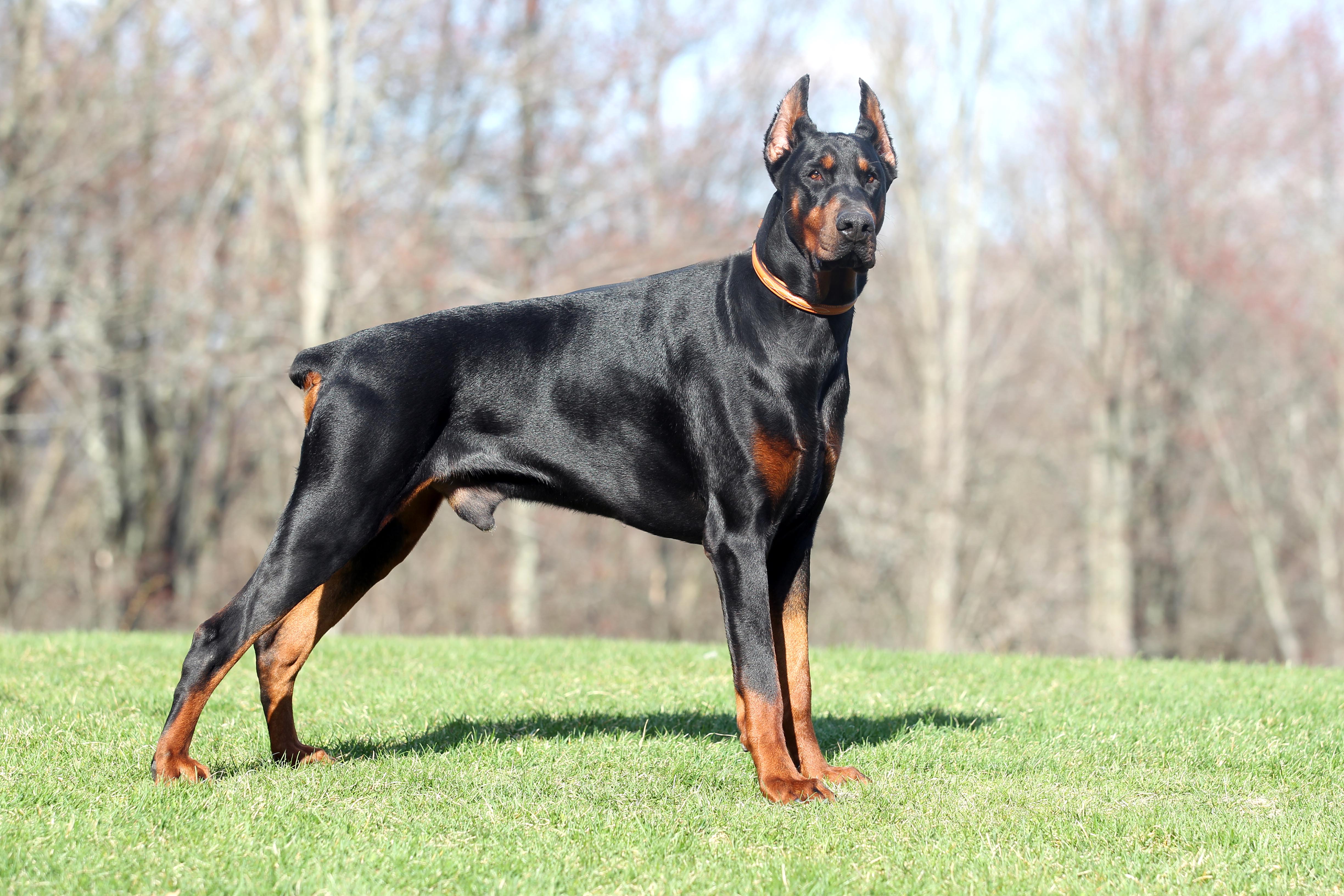 European Champion Bloodlines Doberman Puppies For Sale. European Stud ...